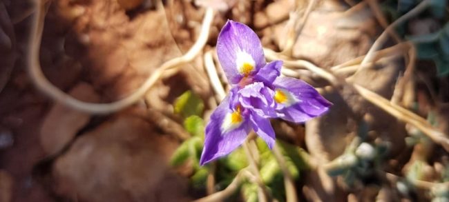 2.BenirramaHàbitat6220